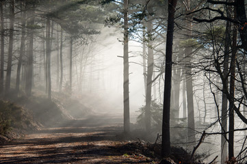 Zalany światłem las chmurowy późną jesienią - 96957731