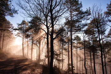 Lichtdurchfluteter Nebelwald im Spätherbst - 96957755