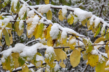 Autumn leaves / Autumn leaves of a tree