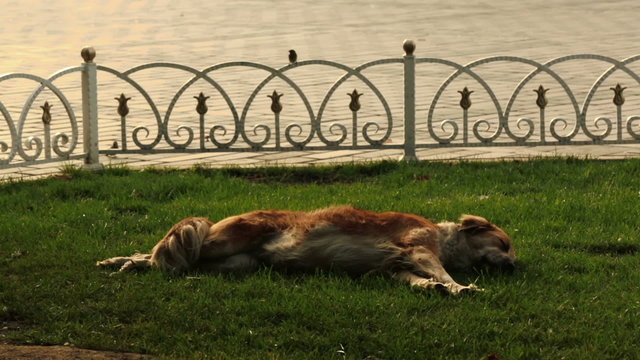 Stray dog in the park sleeps and itches while sparrows around