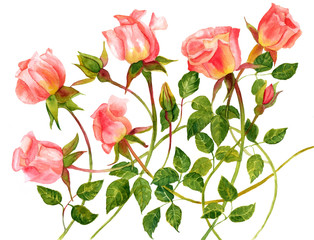 Bouquet of tender pink roses on white background