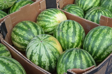 Wassermelone in einer Kiste  auf einen Markt