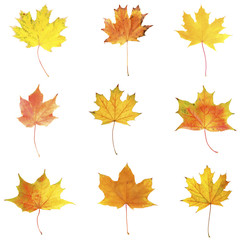 Different autumn leaves, isolated on white