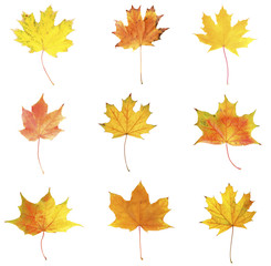 Fototapeta premium Different autumn leaves, isolated on white