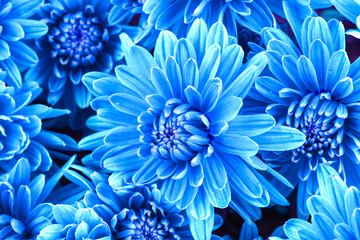 Beautiful blue chrysanthemum  flowers, close-up
