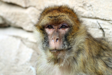 Obraz premium Macaca sylvanus