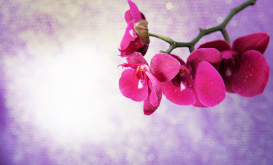 Fototapeta na wymiar Beautiful pink orchid flower, close up