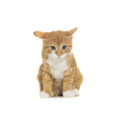 Funny lop-eared kitten