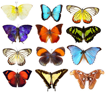 Butterflies collection, isolated on white