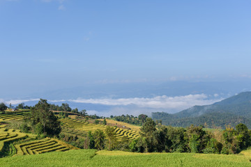 Fototapeta na wymiar rice fields with morning mist at Ban Pa Bong Piang,Mae Cham, Chi