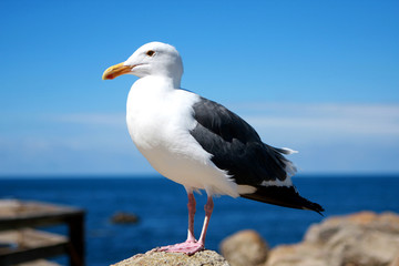 Fototapeta premium Seagull on the rocks, California, USA
