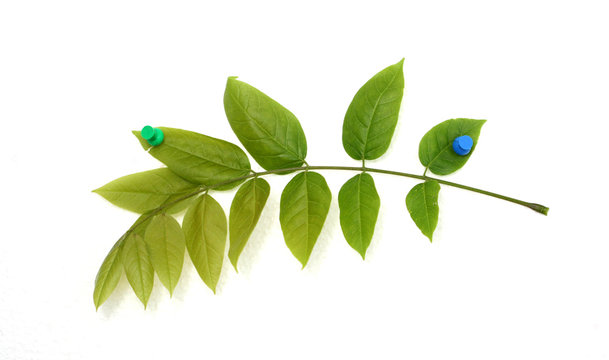 wallnut  twig with leaves