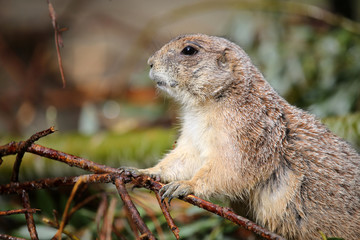 Prairie dog
