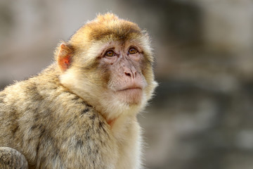 Macaca sylvanus