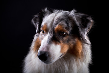 australian shepherd