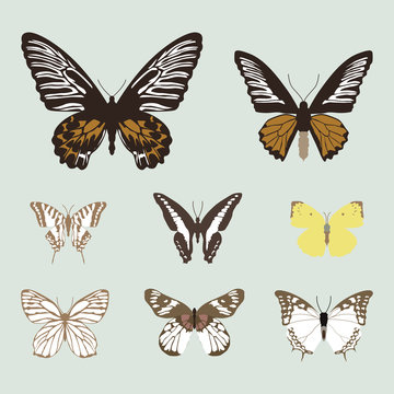 collection of realistic butterfies, animal vector illustration
