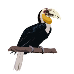 wreathed hornbill, hornbill vector illustration, isolated on whi - 96964198
