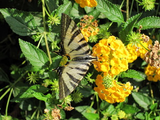 flower sap sucking butterfly with its trunk