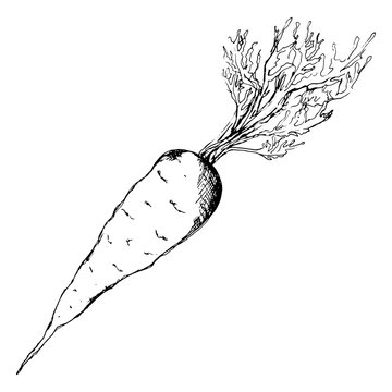 Black and white carrot vector line art isolated