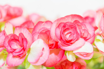 Fototapeta premium Beautiful Begonia flower with soft focus background
