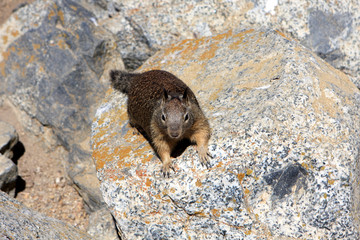 Ground squirrel at 17 Mile Drive, Pebble Beach, California