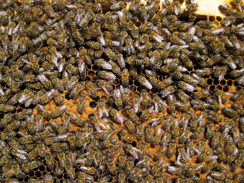 bee hive honeycomb frame with worker bees, queen bee, larvae and brood