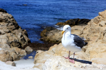 Seagull on the rocks, California, USA