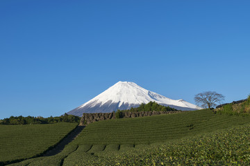 初冬の富士山と茶畑