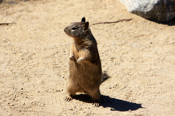 Ground squirrel at 17 Mile Drive, Pebble Beach, California
