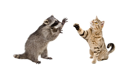 Funny  raccoon and  playing cat Scottish Straight