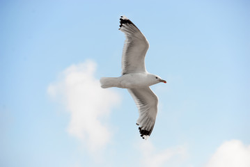 Seagull in flight