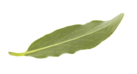 Fototapeta premium Fresh bay leaf, isolated on white