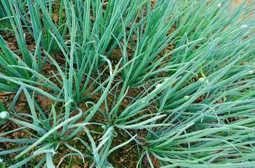 Naklejka na ściany i meble green spring onion in growth at vegetable garden