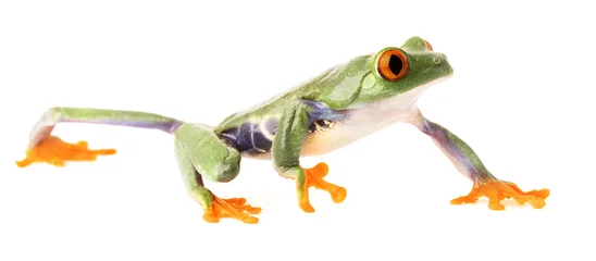 Papier Peint photo Lavable Grenouille red eyed tree frog crawling isolated on white