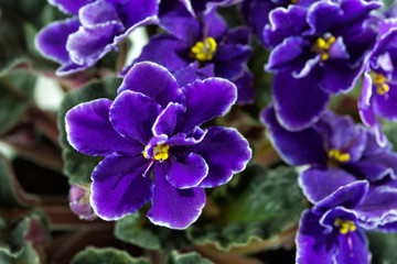 African Violet (Saintpaulia)