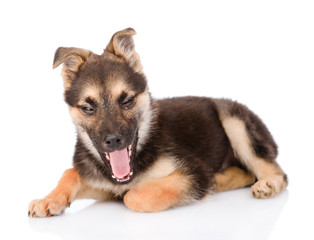 funny yawning puppy. isolated on white background