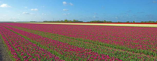 Bulb fields with tulips in spring 