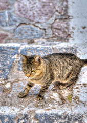 At Hydra island in Greece
