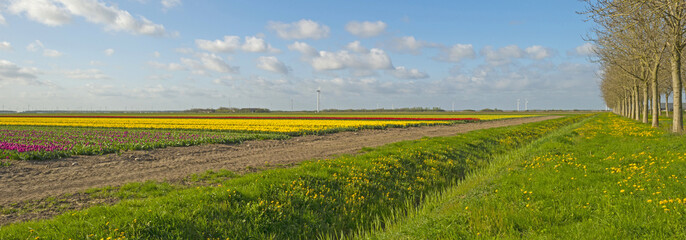 Bulb fields with tulips in spring 