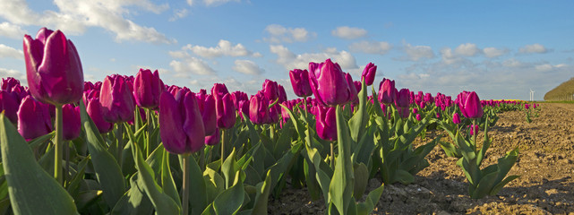 Bulb fields with tulips in spring 