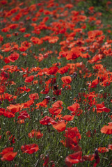 Poppy field at nice sunny day