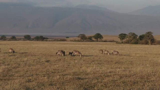 Plains Zebra herd grazing in Ngorongoro Crater.
