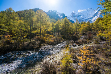 Fototapeta na wymiar Mountain with snow and pine forest