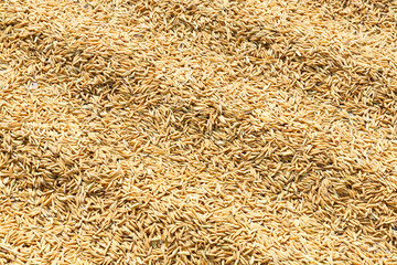 Drying paddy with sunlight
