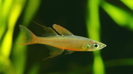 Obraz premium The threadfin rainbowfish