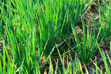 green spring onion in growth at vegetable garden