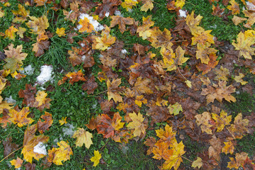 Fallen yellow leaves, green grass and snow. Off-season
