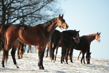 Horses in a snowy pasture in the morning