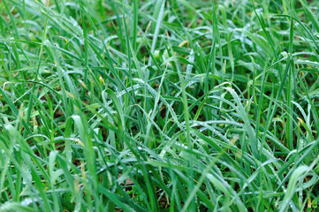 green garlic in growth at vegetable garden