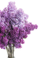 Obraz premium Lilac flowers on white